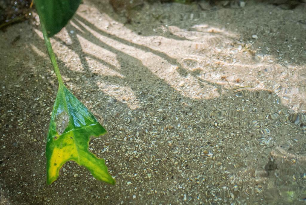Rain Forest Inn Ringlet エクステリア 写真